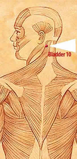bladder 10